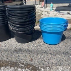 メダカ容器　メダカ　まとめての画像