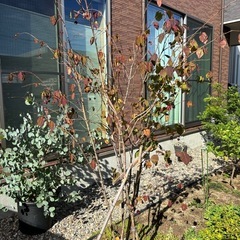 ツリバナの画像