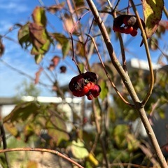 ツリバナの画像