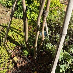 ツリバナの画像