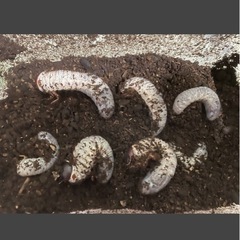 ヘラクレスオオカブト幼虫3令2頭