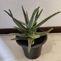 アロエ　フラミンゴ