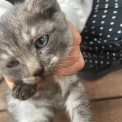 2〜3ヶ月位のオス猫ちゃん！