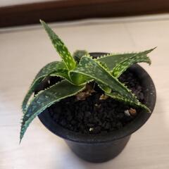 アロエ　クリスマスキャロル