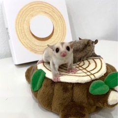 フクロモモンガベビー販売