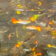 グッピーペ  guppy
の画像