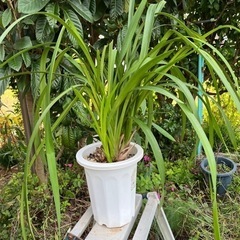 生活雑貨 家庭用品 ガーデニング　　シンビジューム