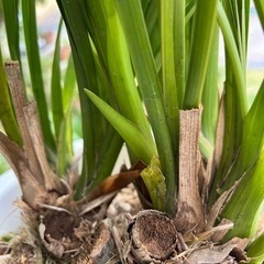 生活雑貨 家庭用品 ガーデニング　　シンビジュームの画像