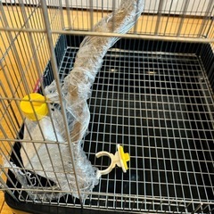モモンガ小動物ケージ
の画像