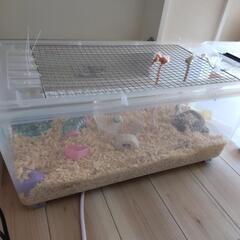 ハムスター飼育ゲージ