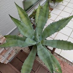 アガベ　アメリカーナ アオノリュウゼツランの画像