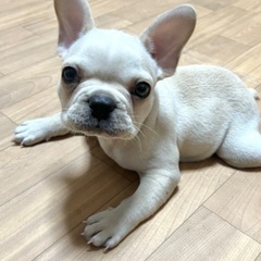 訳ありフレンチブルドッグ♂生後2ヶ月ちょっと - 高松市