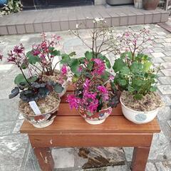 ネオゲです　東近江秋まつり　258祭　出店します　山野草　多肉植...