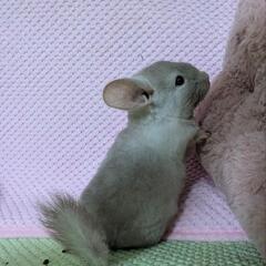 チンチラ🐾シナモンエボニー