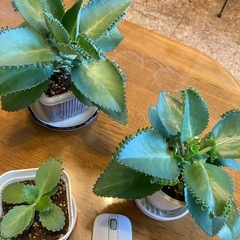 多肉植物(子宝弁慶草)の画像