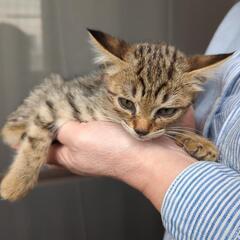 生後2ヶ月の仔猫3匹とその母猫です