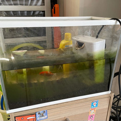 金魚と水槽　無料差し上げます