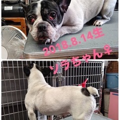 フレブルの子達が来ます。希望の子が居たら早目にご連絡下さい - 多治見市