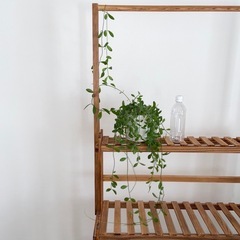 観葉植物　ディスキデァ