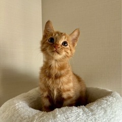 茶トラ　おす