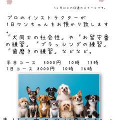 犬の幼稚園、しつけ教室