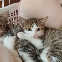 ☆仲良しきょうだい～小さなキジ白の男の子＆女の子をもらってください☆