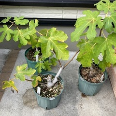 いちぢくのの木