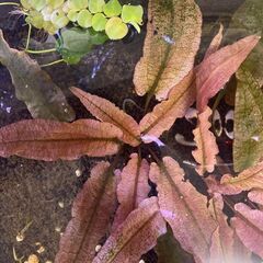 1株 クリプトコリネ・フラミンゴ【アクアリウム メダカ 水草 水...