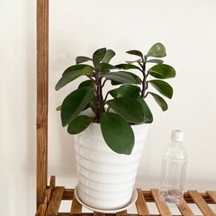 観葉植物　ペペロミアオブツシフォリア　