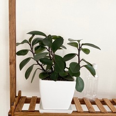 観葉植物　ペペロミアオブツシフォリア1