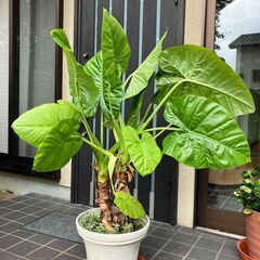 クワズイモ　観葉植物　