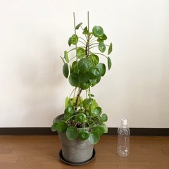 観葉植物　ピレアペペロミオイディス