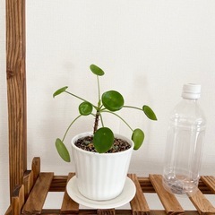 観葉植物　ピレアペペロミオイディス1　