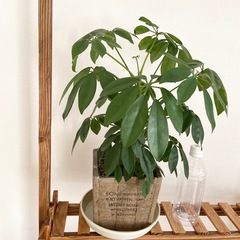 観葉植物　カポック