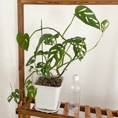 観葉植物　ヒメモンステラ