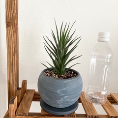 観葉植物　十二の巻