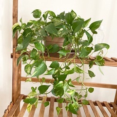 観葉植物　ポトス
