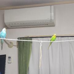 インコを探してます