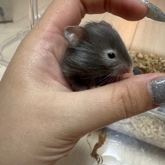 【受付停止】ゴールデンハムスターセーブル長毛の赤ちゃん - その他