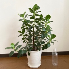 観葉植物　クルシア