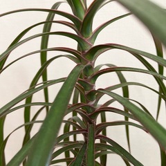 観葉植物　ドラセナコンシンネの画像