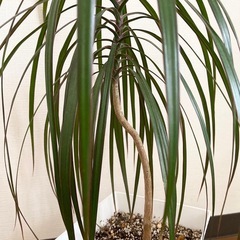 観葉植物　ドラセナコンシンネの画像