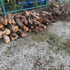 伐採した植栽の画像