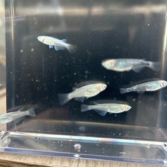 白メダカ、オレンジメダカ10匹セット‼️　　　　　　　　　　　　　 