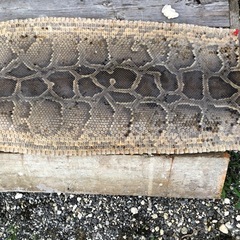 三線　蛇皮