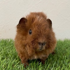 【商談中】アルパカモルモット　ふわもこベビー