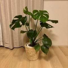 モンステラ