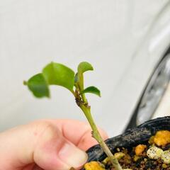 ソヨゴ 株立 ↓↓値下げ↓↓