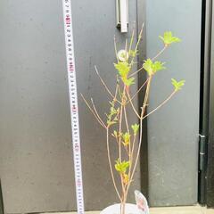 【低木】ドウダンツツジ "紅ドウダン"（4.5号鉢つき）