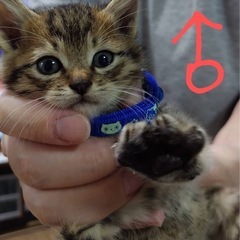 子猫1カ月里親さん決まりました